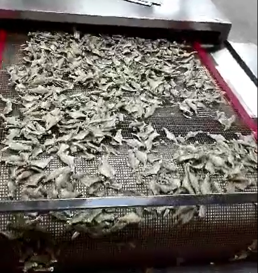 小魚(yú)仔休閑食品微波視頻